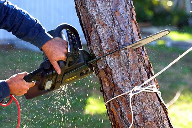 Best Firewood Processing and Delivery  in Anahola, HI