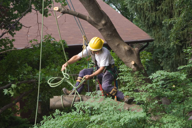 How Our Tree Care Process Works  in  Anahola, HI